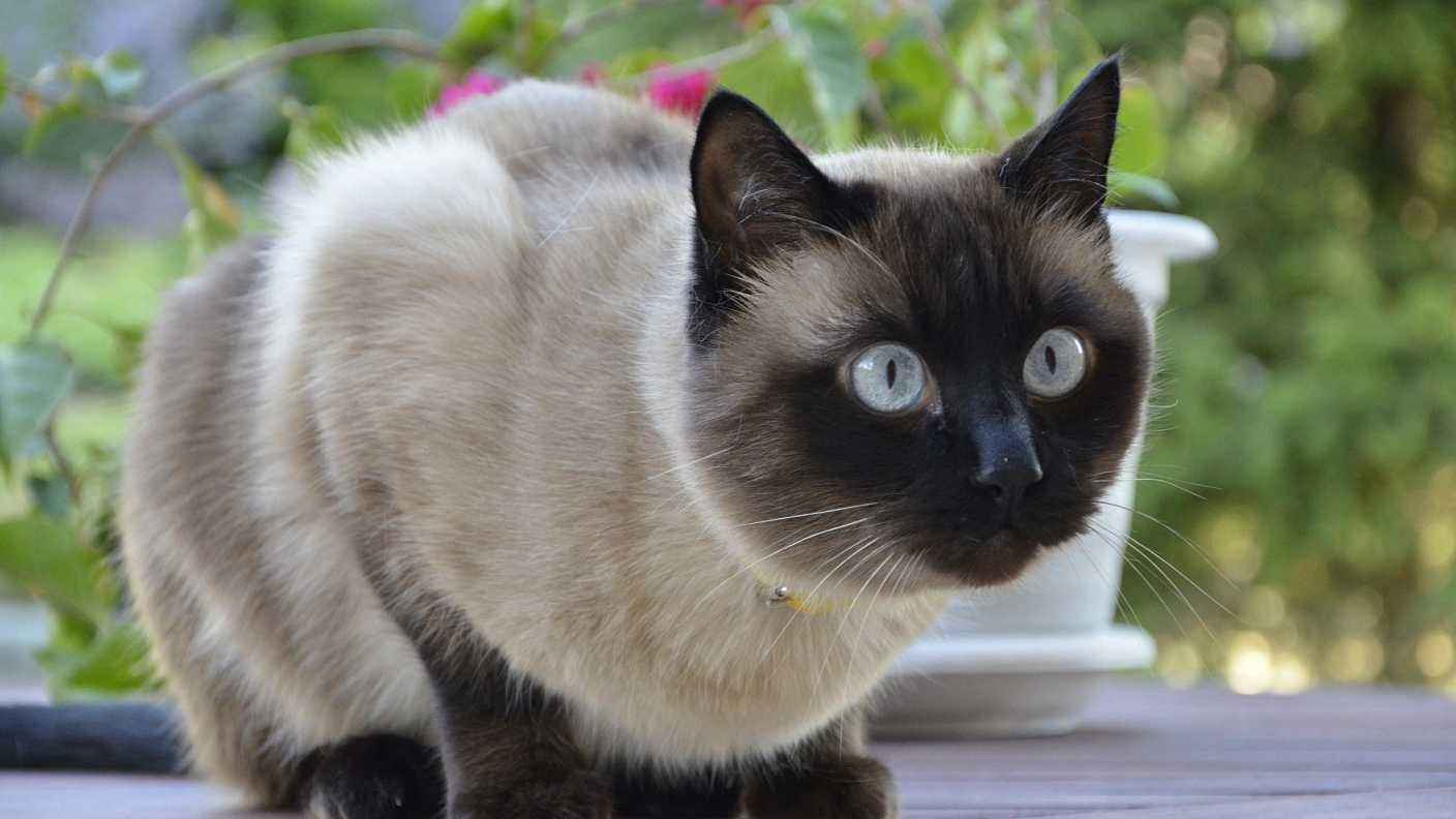 暹罗猫：拥有独特的蓝色眼睛和显眼的毛色，以其好奇和外向的个性而著称。